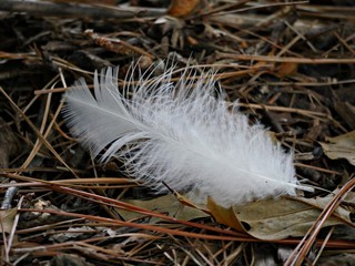 White feather fallen on twigs in the ground.