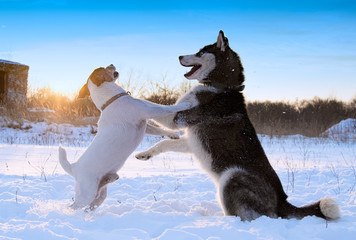 siberian husky and jack russell