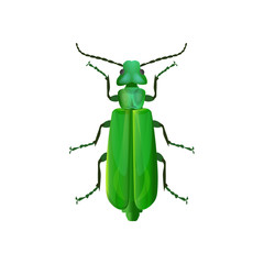 Spanish fly beetle
