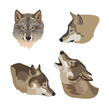 Heads of gray wolves