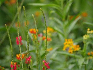 Soft background of green leaves and colorful flowers in the garden.