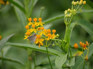Beautiful yellow flowers with a butterfly sucking nectar