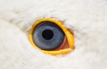 The eyes of a goose with a black round pupil, a blue iris and eyelids yellow closeup. Close-up...