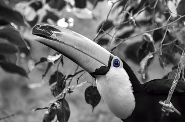 Portrait noir et blanc d& 39 un toucan aux yeux bleus vifs sur une branche d& 39 arbre parmi les feuilles de ficus se bouchent
