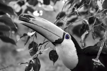 Foto auf Acrylglas Schwarz-Weiß-Porträt eines Tukans mit leuchtend blauen Augen auf einem Ast zwischen Ficusblättern hautnah © Evgeniya Fedorova