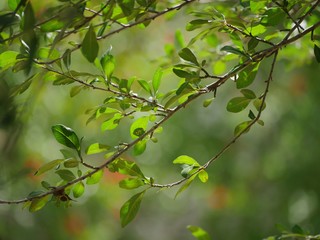 Green leaves on a branch of a tree with soft green background