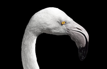 Black-white portrait of a wild flamingo with water droplets on the plumage of the head and a bright...