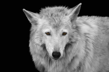 Black-white portrait of a bewildered wolf with gray fur and yellow eyes on a black background close-up