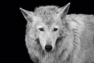 Black-white portrait of a bewildered wolf with gray wool on black background close-up
