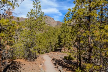 Canary Island Natural Park Spain. tree and path to the mountains.
