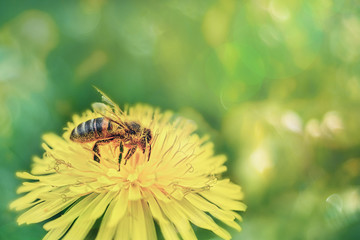 A honey bee in yellow pollen collects nectar from a dandelion flower on a sunny spring day. Spring time. Copy space