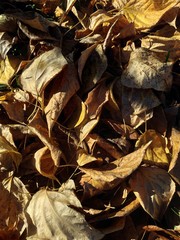 Autumn leaves - 239383068