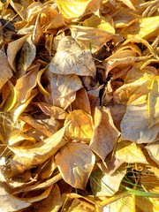Autumn leaves - 239383088