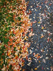 Autumn leaves - 239383204