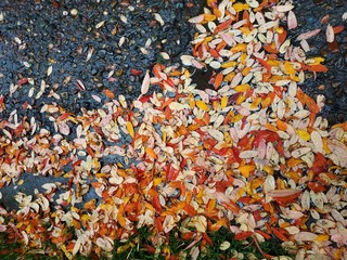 Autumn leaves - 239383289