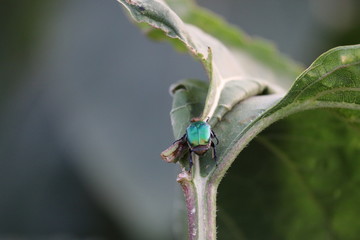 fly on a leaf