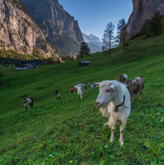Beautiful alpine landscape green valley, Switzerland , autumn.