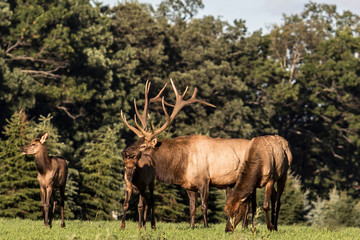 Bull elk – Photographed in Elk State Forest, Elk County, Benezette, Pennsylvania