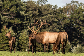 Obraz premium Bull elk – Photographed in Elk State Forest, Elk County, Benezette, Pennsylvania