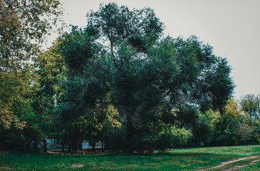 Obraz premium Trees in autumn Park