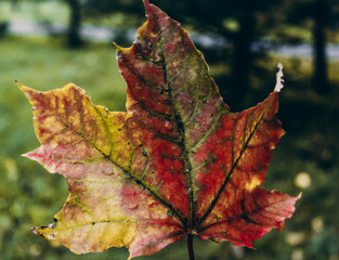 Beautiful maple leaf