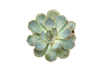 Succulent echeveria orion isolated on white background