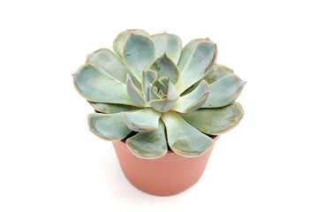 Succulent echeveria orion isolated on white background