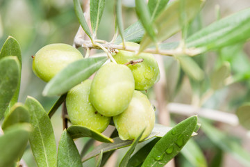 Olives in the olive tree