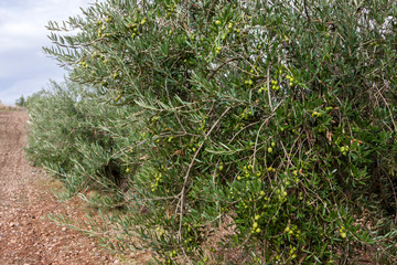 Olive trees in the field, agriculture