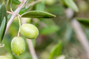Olives in the olive tree