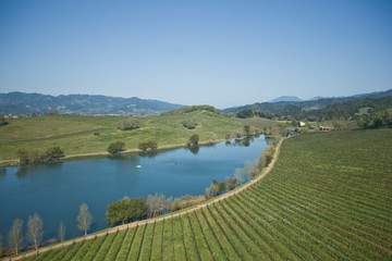 Field of grapevines next to a blue river pond at a remote vineyard in the country.