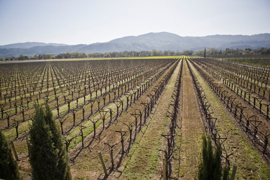 Rows of grapevines in a vineyard in the country.