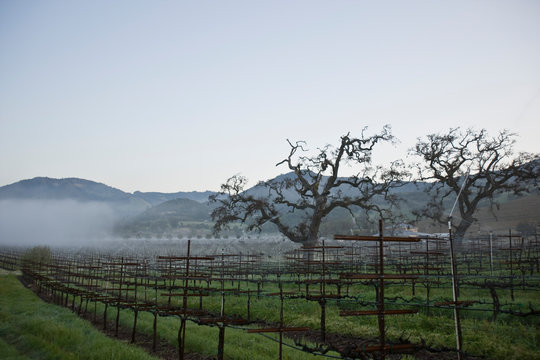 Rows of grapevines in between scraggy trees in a remote vineyard outdoors on a foggy day.