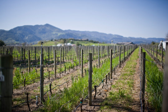 Rows of grapevines in a remote vineyard outdoors in the sunshine.