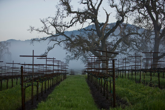 Rows of grapevines in between scraggy trees in a remote vineyard outdoors on a foggy day.