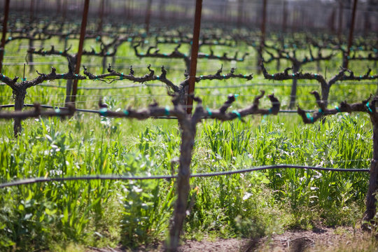 Rows of grapevines in a remote vineyard outdoors in the sunshine.