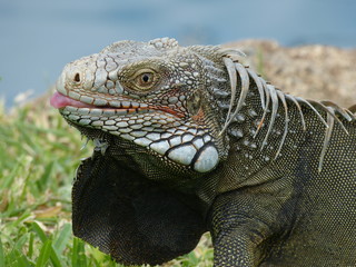 Iguana head close up