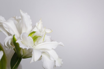 Terry white lily flower isolated on gray background.