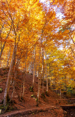 autumn, beautiful yellow foliage, trees