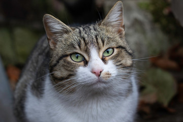 portrait of a satisfied street cat