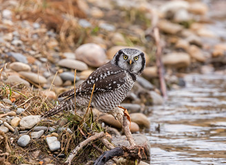 Northern Hawk Owl