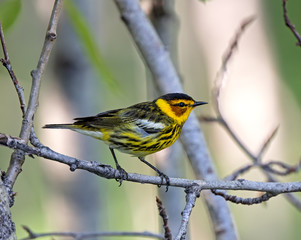 Fototapeta premium Cape May Warbler