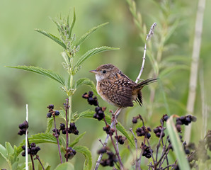 Sedge Wren