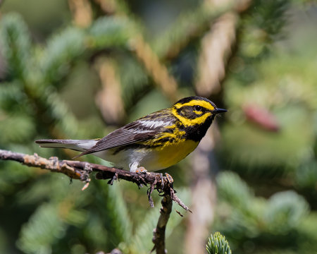 Townsend's Warbler 