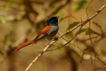 Fototapeta premium African Paradise-Flycatcher / Terpsiphone viridis