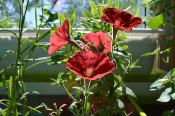 Red petunia flowers in sunny summer day on the balcony. Small garden with blooming unpretentious plants.