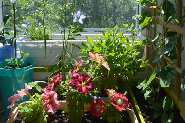 Summer garden on the balcony. Pink and red petunia flowers among green herbs in flowerpots.