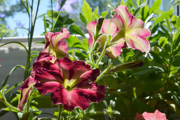 Bright little garden on the balcony. Beautiful colorful petunia flowers on sunlight. Closeup view.