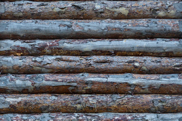 Fragment of a wooden fortress wall from raw logs. Texture.