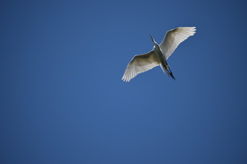 adult Great egret (Ardea alba) in flight